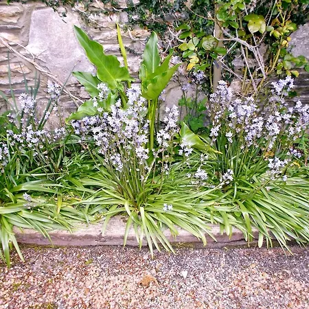 Willow Bed & Breakfast
